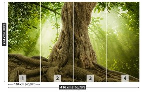 Fototapeta Vliesová Veľké korene stromov 250x104 cm