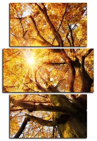 Obraz na plátne - Slnko cez vetvi stromu - obdĺžnik 7240C (120x80 cm)