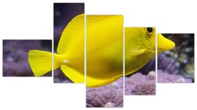 Obraz - žlté ryby