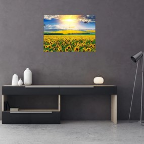 Sklenený obraz - Pole slnečníc (70x50 cm)