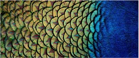 Obraz - Pávie perie (120x50 cm)