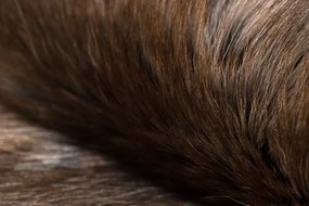 Koberec RENIFER POK016 hnedý / béžový