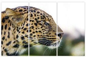 Leopard - obraz