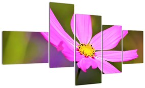 Obraz kvety