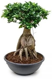 Ficus microcarpa ginseng  50/90cm