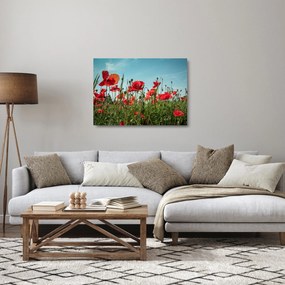 Sklenený obraz - Na poli vlčích makov (70x50 cm)