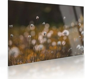 Sklenený obraz - Lúka s cottongrass N⁰2 (70x50 cm)