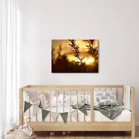 Obraz - Slnko zapadajúce za stromami (70x50 cm)