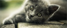 Obraz mačiatka (120x50 cm)