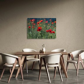 Sklenený obraz - Lúka s vlčími makmi (70x50 cm)