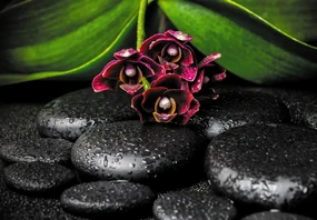 Fototapeta - Orchidea a kamene (147x102 cm)