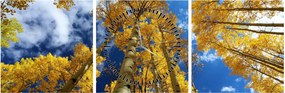 Obraz - Aspen (s hodinami) (90x30 cm)
