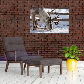 Obraz - Sob (90x60 cm)