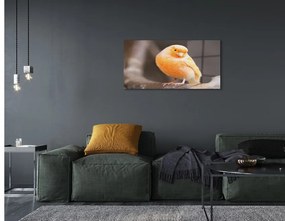 Sklenený obraz vetva papagáj 120x60 cm