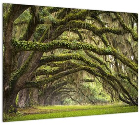 Sklenený obraz - Oaks Avenue, Charleston, Južná Karolína, USA (70x50 cm)