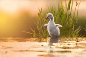 Fotografia Close-up of swan in lake,Fenniscourt,Ireland, Marcin Kaczmarkiewicz / 500px, (40 x 26.7 cm)