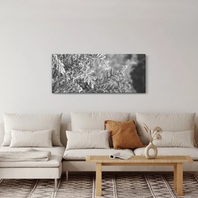 Obraz - Smrekový les (120x50 cm)