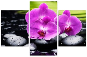 Obraz - Orchidey (90x60 cm)