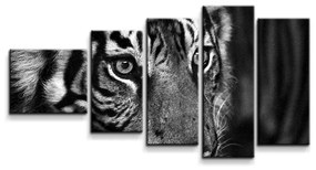 Sablio Obraz - 5-dílný Čiernobiely tiger - 100x60 cm