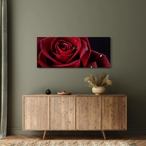 Obraz - Červená ruža (120x50 cm)