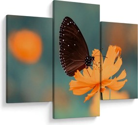 Obraz - motýľ na oranžovom kvete (90x60 cm)