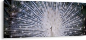 Obraz - Biely páv (120x50 cm)