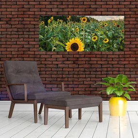 Obraz - Slnečnicové pole II. (120x50 cm)