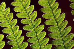 Umelecká fotografie Bracken Fern Leaf, weisschr, (40 x 26.7 cm)