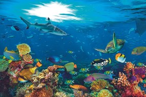 Fototapeta korálový útes