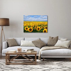 Obraz slnečnicového poľa (70x50 cm)