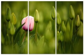 Obraz na plátne - Ružový tulipán kvitnúci 101B (105x70 cm)