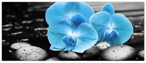 Obraz - Modrá orchidea (120x50 cm)