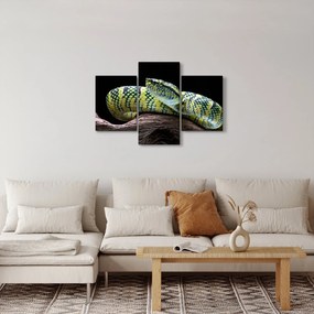 Obraz - Štrkáč Waglerov (90x60 cm)