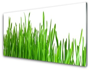 Obraz na akrylátovom skle Tráva rastlina príroda 140x70 cm