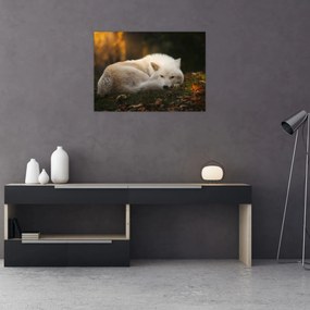 Obraz - Odpočívajúci vlk (70x50 cm)
