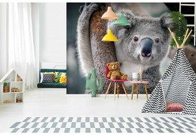 Fototapeta na stenu Koala