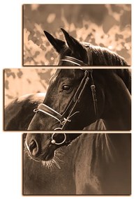 Obraz na plátne - Čierny kôň - obdĺžnik 7220FD (120x80 cm)