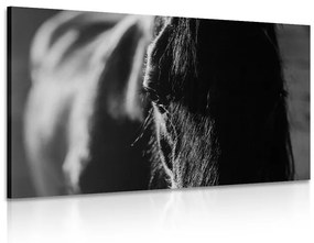 Obraz majestátny kôň v čiernobielom prevedení - 120x80