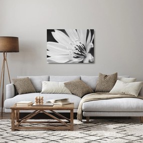 Sklenený obraz - Čiernobiely kvet (70x50 cm)