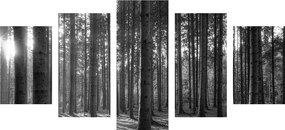 5-dielny obraz lúče slnka medzi stromami v čiernobielom prevedení