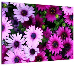 Obraz - Kvety (70x50 cm)