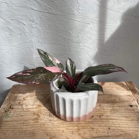 Philodendron Pink Princess marble baby