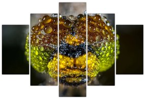 Detailný obraz očí hmyzu (150x105 cm)