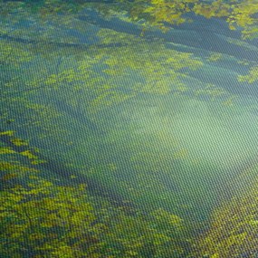 Obraz cesty lemovanej stromami (70x50 cm)