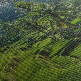 Obraz ryžových terás Tegalalang, Bali (90x60 cm)