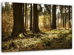 Obraz na plátně Lesní krajina Příroda - 120x80 cm
