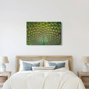 Obraz - Páv (90x60 cm)