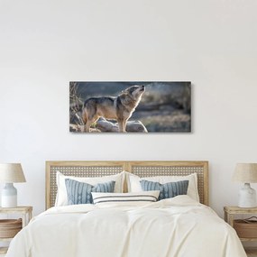 Obraz - Vyjúci vlk (120x50 cm)