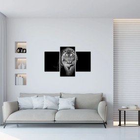 Obraz - Tiger so žltými očami (90x60 cm)