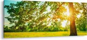 Obraz - Slnečný les (120x50 cm)